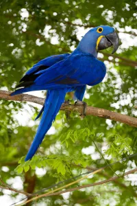Hyacinth Macaw (Anodorhynchus hyacinthinus) in forest bordering of the Cuiaba River Hyacinth Macaw (Anodorhynchus hyacinthinus) in forest bordering of the Cuiaba River