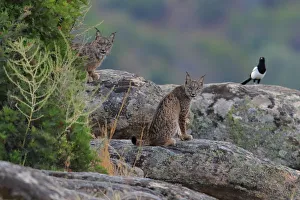 Iberian lynx (Lynx pardinus) with Magpie (Pica pica) behind Iberian lynx (Lynx pardinus) with Magpie (Pica pica) behind