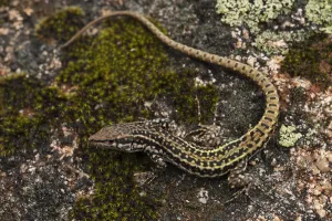 Iberian Wall Lizard (Podarcis hispanica) on rock, Sierra de Andjar Natural Park Iberian Wall Lizard (Podarcis hispanica) on rock, Sierra de Andjar Natural Park