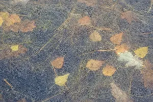 Ice patterns, with leaves frozen beneath the surface, the Netherlands Ice patterns, with leaves frozen beneath the surface, the Netherlands