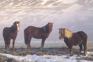 Iceland Ponies during winter, Iceland 2005 Iceland Ponies during winter, Iceland 2005