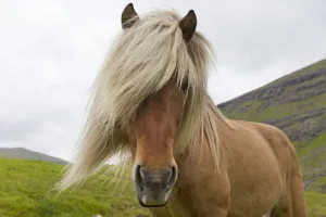 Iceland Pony (Equus caballus) portrait. Faroe Islands, July Iceland Pony (Equus caballus) portrait. Faroe Islands, July