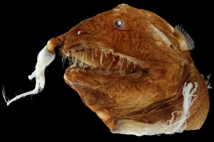 Illuminated netdevil (Linophryne arborifera), female specimen, from deepsea Atlantic Illuminated netdevil (Linophryne arborifera), female specimen, from deepsea Atlantic