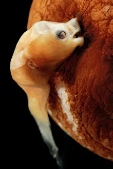 Illuminated netdevil (Linophyne arboritera), male anglerfish attached to much larger female Illuminated netdevil (Linophyne arboritera), male anglerfish attached to much larger female