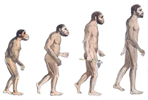 Illustration of human evolution from left to right Australopithecus afarensis, Australopithecus Illustration of human evolution from left to right Australopithecus afarensis, Australopithecus