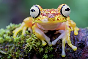 Imbabura tree frog (Hypsiboas picturatus) portrait, Canande, Esmeraldas, Ecuador Imbabura tree frog (Hypsiboas picturatus) portrait, Canande, Esmeraldas, Ecuador