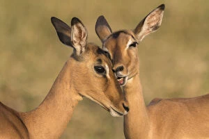 Aepyceros Collection: Impala (Aepyceros melampus) allo-grooming, iMfolozi game reserve, KwaZulu-Natal, South Africa