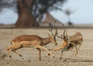 Impala (Aepyceros melampus) two males fighting, Mana Pools National Park, Zimbabwe Impala (Aepyceros melampus) two males fighting, Mana Pools National Park, Zimbabwe