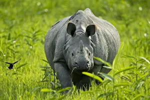 Indian / Asian one-horned rhinoceros (Rhinoceros unicornis) approaching, Kaziranga National Park Indian / Asian one-horned rhinoceros (Rhinoceros unicornis) approaching, Kaziranga National Park