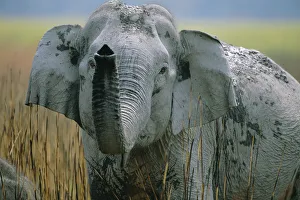 Indian elephant with trunk raised {Elephas maximus} Kaziranga NP, Assam, India Indian elephant with trunk raised {Elephas maximus} Kaziranga NP, Assam, India