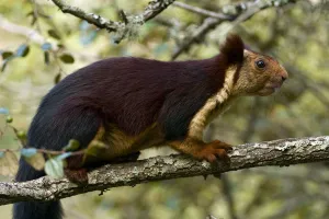 Indian Giant / Giant Malabar Squirrel (Ratufa indica) on a branch. Karnataka, India Indian Giant / Giant Malabar Squirrel (Ratufa indica) on a branch. Karnataka, India