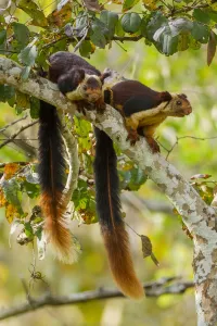 Indian giant squirrel (Ratufa indica) pair, Karnataka, Western Ghats, India Indian giant squirrel (Ratufa indica) pair, Karnataka, Western Ghats, India