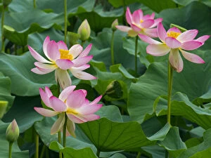 Images Dated 15th January 2018: Indian lotus (Nelumbo nucifera) flowers, Melbourne Botanic garden, Victoria, Australia