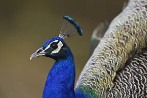 Indian peafowl or blue peafowl (Pavo cristatus) Keoladeo Ghana National Park, Bharatpur Indian peafowl or blue peafowl (Pavo cristatus) Keoladeo Ghana National Park, Bharatpur