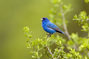 Indigo Bunting (Passerina cyanea) male perched, Texas, USA Indigo Bunting (Passerina cyanea) male perched, Texas, USA