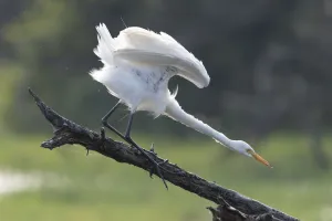 Intermediate egret (Egrettta intermedia), Keoladeo NP, Bharatpur, India Intermediate egret (Egrettta intermedia), Keoladeo NP, Bharatpur, India