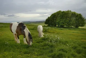Irish Gypsy cob (Equus caballus) grey stallion and piebald mare grazing on rough Irish Gypsy cob (Equus caballus) grey stallion and piebald mare grazing on rough