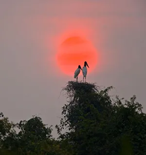 Jabiru stork (Jabiru mycteria) pair on nest at sunset, Pantanal NP, Mato Grosso, Brazil Jabiru stork (Jabiru mycteria) pair on nest at sunset, Pantanal NP, Mato Grosso, Brazil