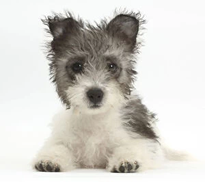 Animal Feet Collection: Jack Russell x Westie puppy age 12 weeks