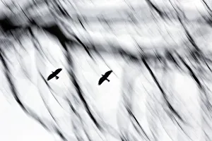 Jackdaws (Corvus monedula) flying to winter roost. with motion blur Jackdaws (Corvus monedula) flying to winter roost. with motion blur