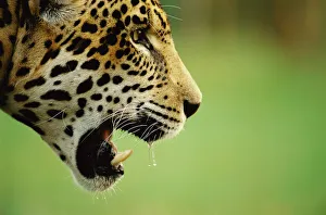 Jaguar, juvenile male head profile {Panthera onca} captive Pantanal, Brazil Jaguar, juvenile male head profile {Panthera onca} captive Pantanal, Brazil