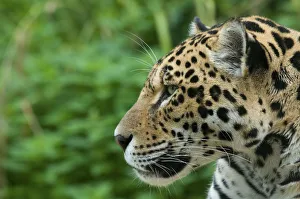 Jaguar (Panthera onca) head portrait in profile, captive Jaguar (Panthera onca) head portrait in profile, captive
