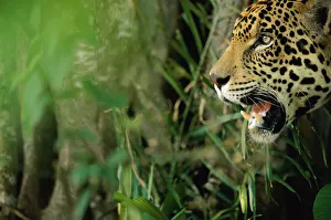 Jaguar {Panthera onca} head profile, captive Pantanal, Brazil Jaguar {Panthera onca} head profile, captive Pantanal, Brazil
