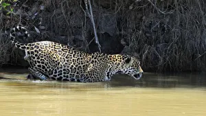 Jaguar (Panthera onca palustris) male wading through water at the shore of the Piquiri River Jaguar (Panthera onca palustris) male wading through water at the shore of the Piquiri River