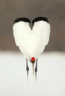 Japanese crane (Grus japonensis) displaying, wings in heart shape, Hokkiado, Japan Japanese crane (Grus japonensis) displaying, wings in heart shape, Hokkiado, Japan