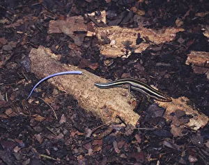 Japanese five lined skink {Eumeces japonicus} with its tail that it has broken off by itself Japanese five lined skink {Eumeces japonicus} with its tail that it has broken off by itself