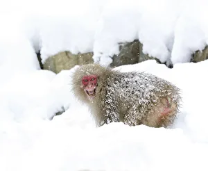 Japanese macaque (Macaca fuscata) grinning aggressively, Jigokudani, Japan, January Japanese macaque (Macaca fuscata) grinning aggressively, Jigokudani, Japan, January