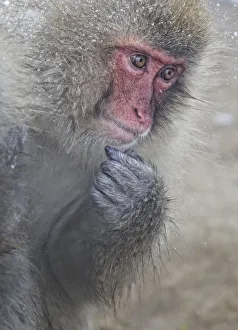 Japanese Macaque (Macaca fuscata) Jigokudani, Japan, January Japanese Macaque (Macaca fuscata) Jigokudani, Japan, January