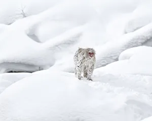 Japanese Macaque (Macaca fuscata) in snow, Jigokudani, Japan. February Japanese Macaque (Macaca fuscata) in snow, Jigokudani, Japan. February