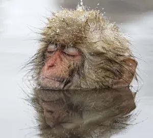 Japanese Macaque (Macaca fuscata) young one, appearing quite relaxed in thermal pool Japanese Macaque (Macaca fuscata) young one, appearing quite relaxed in thermal pool