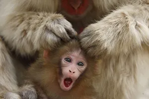 Japanese macaque / Snow monkey {Macaca fuscata} mother grooming four-day-old newborn baby Japanese macaque / Snow monkey {Macaca fuscata} mother grooming four-day-old newborn baby