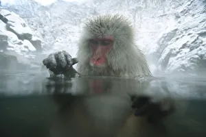 Japanese macaque / Snow monkey {Macaca fuscata} adult female bathing in hot springs Japanese macaque / Snow monkey {Macaca fuscata} adult female bathing in hot springs