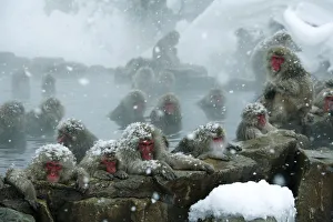 Japanese macaques (Macaca fuscata) warming up by bathing in a hot spring during snowfall Japanese macaques (Macaca fuscata) warming up by bathing in a hot spring during snowfall