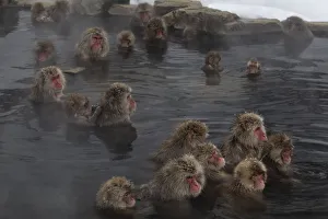Japanese Macaques (Macaca fuscata) enjoy time soaking and grooming in the hot spring in Jigokudani Japanese Macaques (Macaca fuscata) enjoy time soaking and grooming in the hot spring in Jigokudani