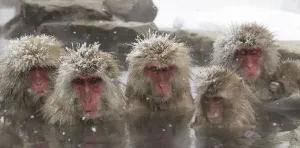 Japanese Macaques (Macaca fuscata) lined up in hotsprings, Jigokudani, Japan, February Japanese Macaques (Macaca fuscata) lined up in hotsprings, Jigokudani, Japan, February
