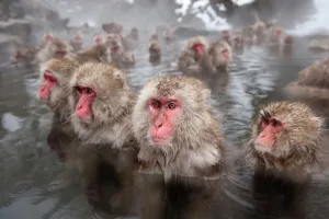 Japanese Macaques (Macaca fuscata) in hot springs, Jigokudani, Nagano Prefecture Japanese Macaques (Macaca fuscata) in hot springs, Jigokudani, Nagano Prefecture