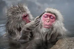 Japanese Macaques (Macaca fuscatata) grooming in hot springs, Jigokudani, Nagano Prefecture Japanese Macaques (Macaca fuscatata) grooming in hot springs, Jigokudani, Nagano Prefecture