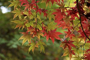 Japanese Maple (Acer palmatum) in Autumn Colours, Nagano, Japan Japanese Maple (Acer palmatum) in Autumn Colours, Nagano, Japan