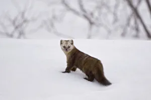 Japanese sable (Martes zibellina) foraging on snow, Kamchatka, far east Russia, May Japanese sable (Martes zibellina) foraging on snow, Kamchatka, far east Russia, May