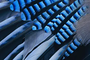 Jay {Garrulus glandarius} close up of wing feathers Europe Jay {Garrulus glandarius} close up of wing feathers Europe