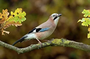 Jay (Garrulus glandarius) perched in Oak tree in autumn, Hertfordshire, England Jay (Garrulus glandarius) perched in Oak tree in autumn, Hertfordshire, England