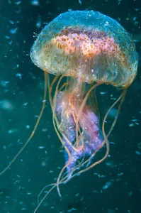 Jellyfish (Pelagia noctiluca) amongst plankton , Shetland Isles, Scotland Jellyfish (Pelagia noctiluca) amongst plankton , Shetland Isles, Scotland