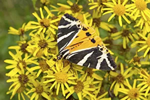 Jersey tiger moth (Euplagia quadripunctaria) with less common yellow colour variation Jersey tiger moth (Euplagia quadripunctaria) with less common yellow colour variation