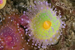 Jewel anemones (Corynactis viridis) Guillaumesse, Sark, British Channel Islands Jewel anemones (Corynactis viridis) Guillaumesse, Sark, British Channel Islands