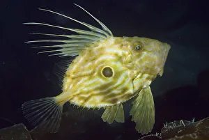 John dory (Zeus faber), Porthkerris Cove, Cornwall, England, UK, June John dory (Zeus faber), Porthkerris Cove, Cornwall, England, UK, June