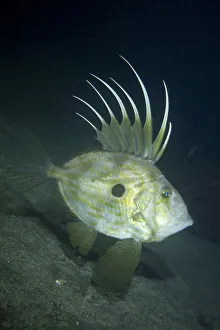 John dory (Zeus faber) profile portrait, Channel Islands, UK October John dory (Zeus faber) profile portrait, Channel Islands, UK October